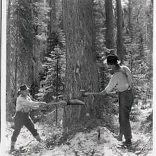 A lumberjack cutting into a tree trunk with an axe