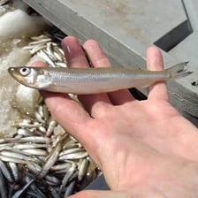 A rainbow smelt from the Great Lakes