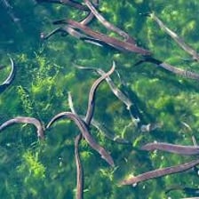 An elongated eel swimming underwater.