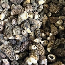 Several fresh morel mushrooms with honeycombed caps