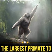 A large great ape standing upright.