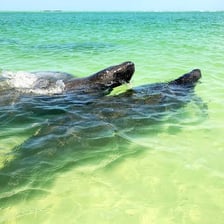 A manatee swimming in coastal water