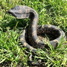 A hissing snake and a steaming kettle illustrating the shared sound