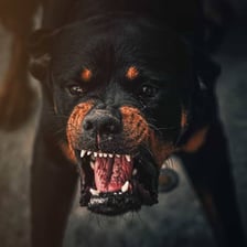 A dog snarling with its teeth bared