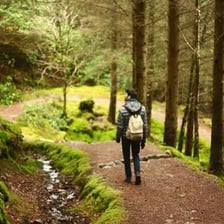 A pedestrian footpath through a wooded area
