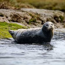 A harbor seal resting on a rocky shore.
