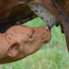 A calf nursing from a cow's teat