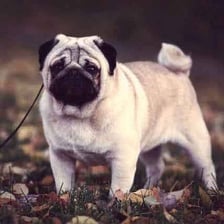 Pug dogs showing the breed’s short, snubbed noses
