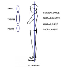 A plumb line hanging vertically to demonstrate true vertical alignment