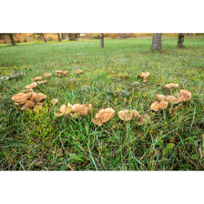 Mushrooms growing in a circular fairy ring on a forest floor.