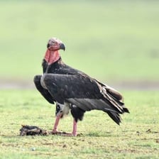 A turkey vulture with a red, featherless head