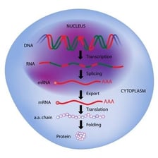 An educational illustration of an RNA molecule involved in transcription.