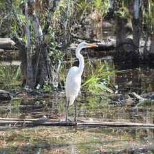A white egret standing in shallow wetland water