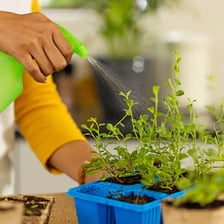 A gardener watering freshly planted seedlings