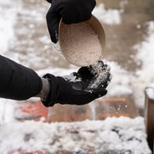 Salt scattered across an icy sidewalk