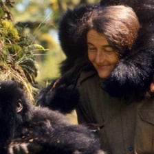 Dian Fossey observing a mountain gorilla in the wild