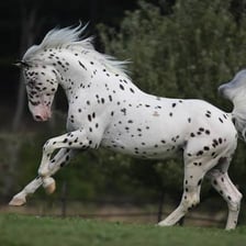 Horses with distinctive roan, speckled-looking coats.