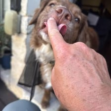 A person gently tapping a dog’s nose