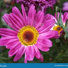 A daisy with petals radiating around its central disk