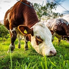 A cow standing in a grassy pasture.