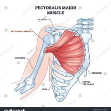 An anatomical illustration showing the pectoral chest muscle