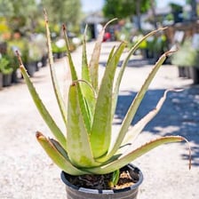A group of aloe vera plants with fleshy pointed leaves.