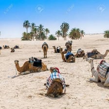 A camel standing beside water and palm trees at a desert oasis