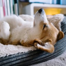 A dog lying on a cushioned pet bed.
