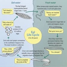 An eel shown in a marine setting associated with the Sargasso Sea.