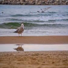 A gull standing on a sandy beach.
