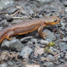 A small newt salamander on a natural surface
