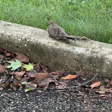 A dove perched on or near a dumpster.