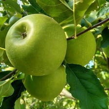 A green Granny Smith apple