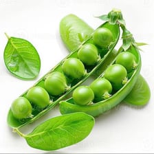 Several green peas visible inside an opened pea pod.