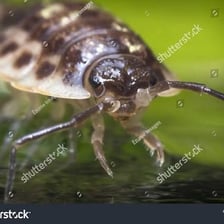 A small pill bug, also called a roly-poly, on the ground