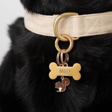 A pet collar fitted with an identification tag