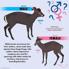 A male buck deer shown alongside a female doe