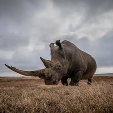 A rhinoceros standing in a grassland.