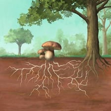 An illustration showing the roots beneath a tree