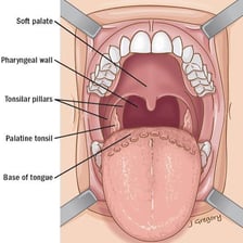 An anatomical illustration showing the uvula hanging at the back of the mouth