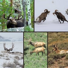 A buck deer and a ram, both male animals.
