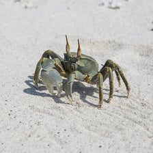 A crab moving sideways across wet sand.
