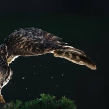 An owl perched outdoors at night