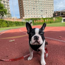 Boston University’s Terrier mascot at a school sporting event