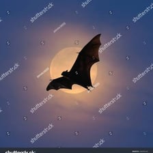 A bat flying against the night sky