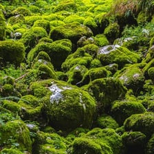 Green moss spreading across a forest floor.