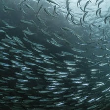 A herring swimming in the ocean