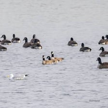 Waterfowl resting on a reservoir.