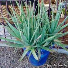 An aloe vera plant with thick pointed leaves
