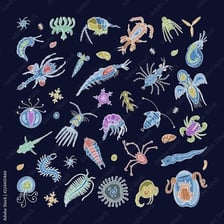 An educational illustration of tiny planktonic organisms